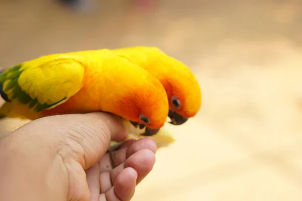 Попугаи Едят Пищу Человеческих Руках — стоковое фото