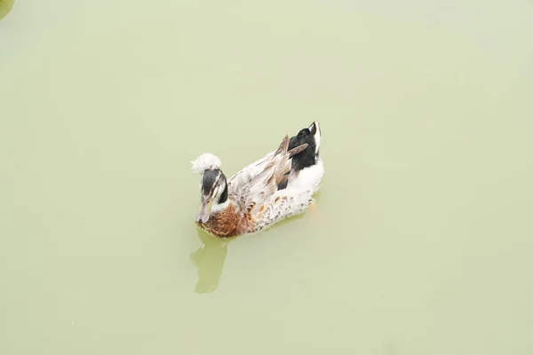 Les Canards Flottent Surface Eau Dans Jardin — Photo