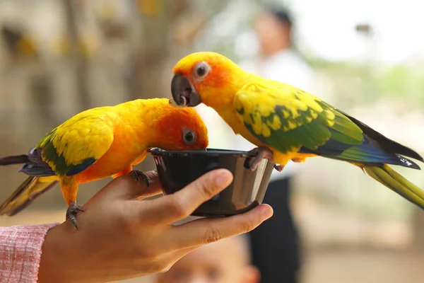 鳥は人間の手で食物を食べ — ストック写真