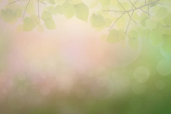 Blur Circle Bokeh Green Leaf Background Blurry Yellow Leaves Rays — Stock Photo, Image