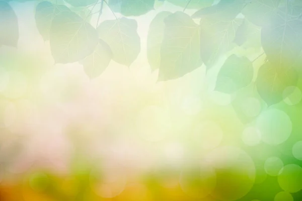 Blur circle bokeh green leaf background. Blurry yellow leaves rays light flare nature backdrop.
