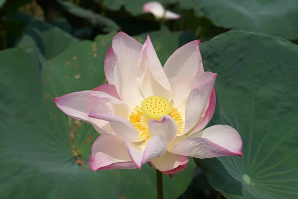 Lotus Fond Dans Rivière — Photo