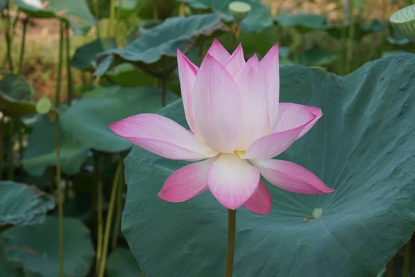 Lotus Fond Dans Rivière — Photo