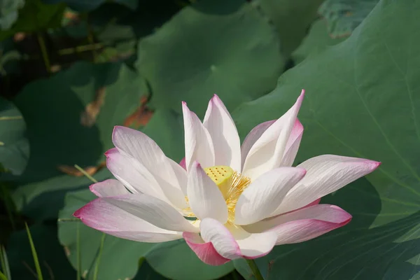 Bakgrund Lotus Floden — Stockfoto