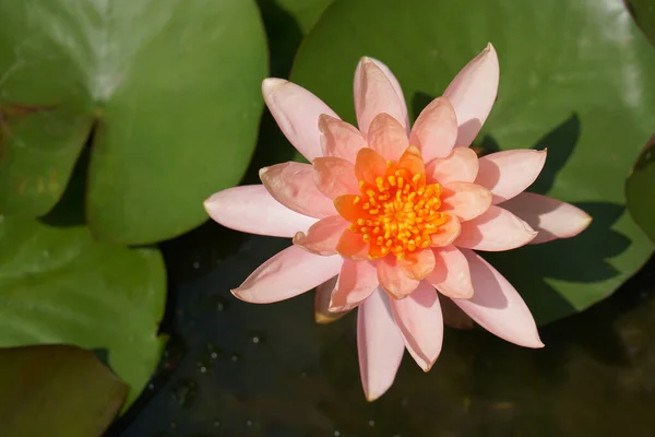 pink lotus flower in the river