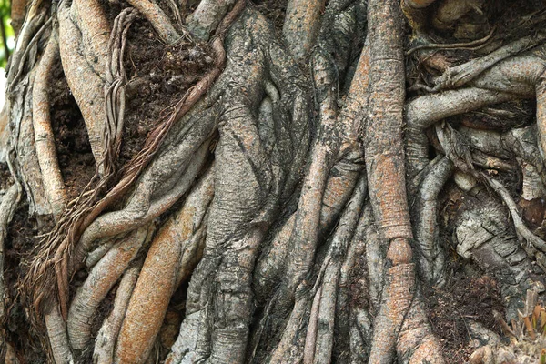 多くの木の根が前後に忍び寄る — ストック写真