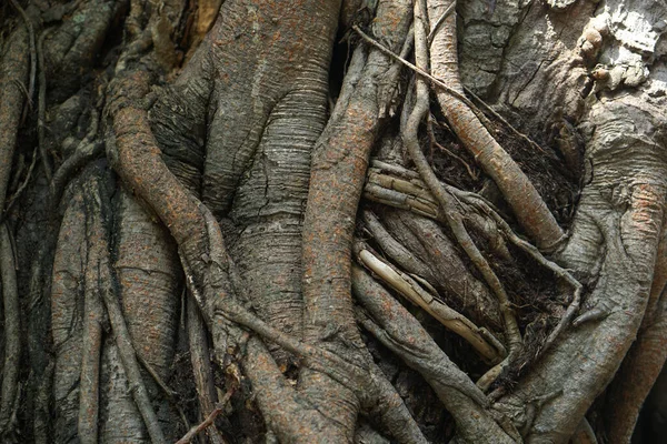 多くの木の根が前後に忍び寄る — ストック写真