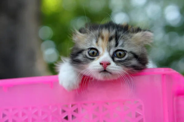 Cat Tried Climb Out Basket — Stock Photo, Image
