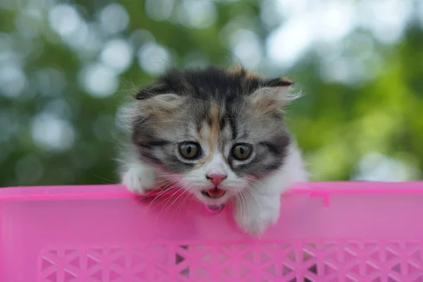 Cat Tried Climb Out Basket — Stock Photo, Image