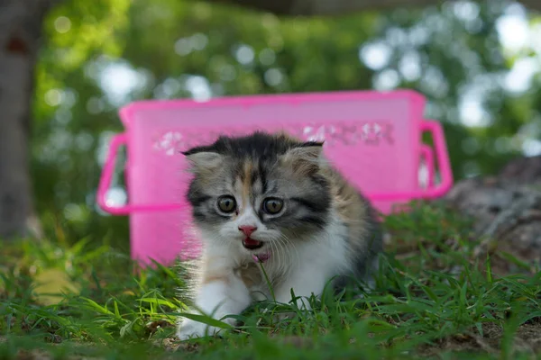 Katze Verließ Den Korb Für Einen Spaziergang Garten — Stockfoto