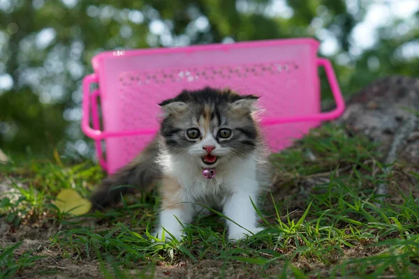 Cat Left Basket Walk Garden — Stock Photo, Image