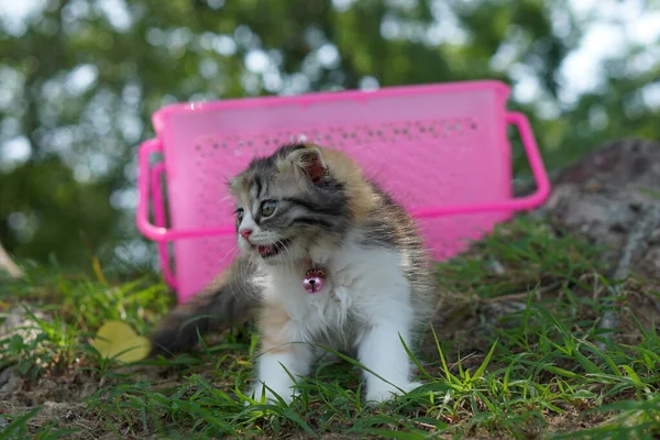 Cat Left Basket Walk Garden — Stock Photo, Image