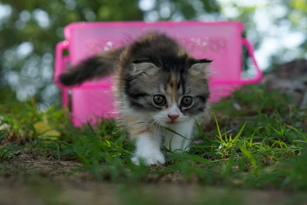 Kissa Jätti Korin Kävelylle Puutarhaan — kuvapankkivalokuva