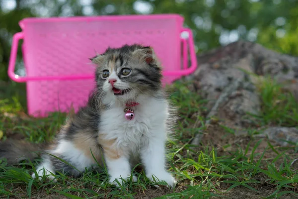 Katze Verließ Den Korb Für Einen Spaziergang Garten — Stockfoto