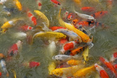 Renkli dekoratif balıklar suni bir gölette yüzerler, yukarıdan görünürler.