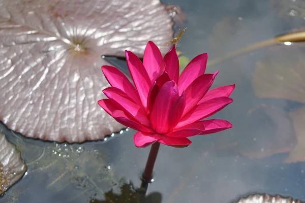 Lotusblüten Grünes Wasser Von Natürlicher Schönheit — Stockfoto