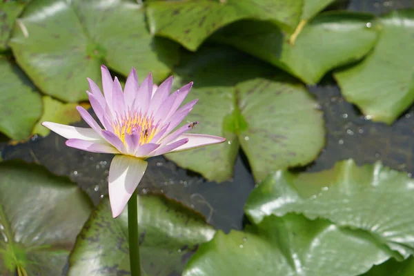 Nilüfer Çiçekleri Doğal Güzelliğin Yeşillik Suyu — Stok fotoğraf
