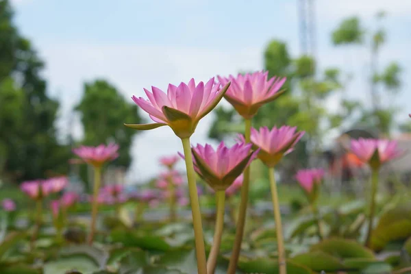 Lotus Λουλούδια Πράσινο Νερό Φυσικής Ομορφιάς — Φωτογραφία Αρχείου