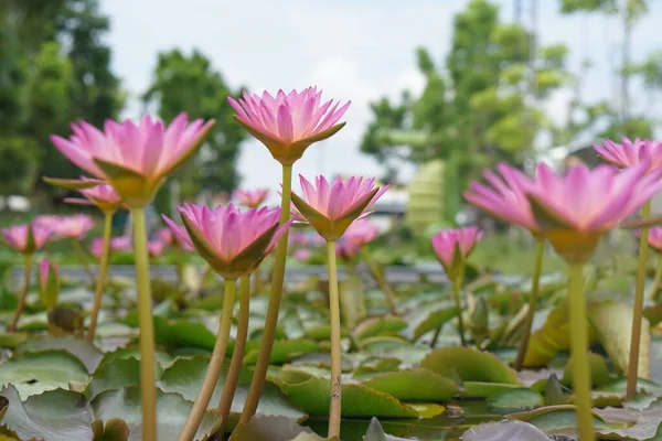 Lotus Blommor Grönska Vatten Naturlig Skönhet — Stockfoto