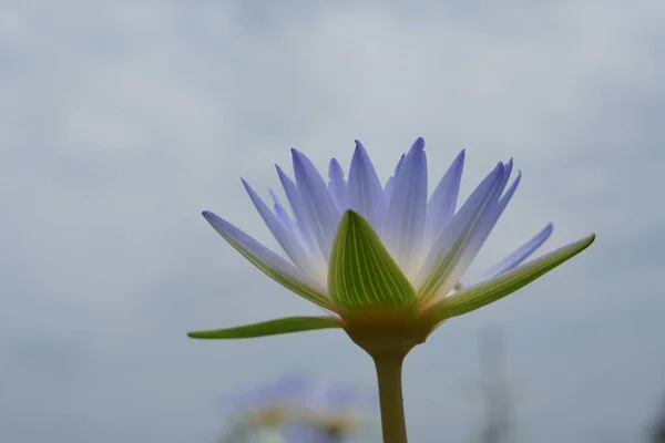 Lotos Kwiaty Zieleni Wody Naturalnego Piękna — Zdjęcie stockowe