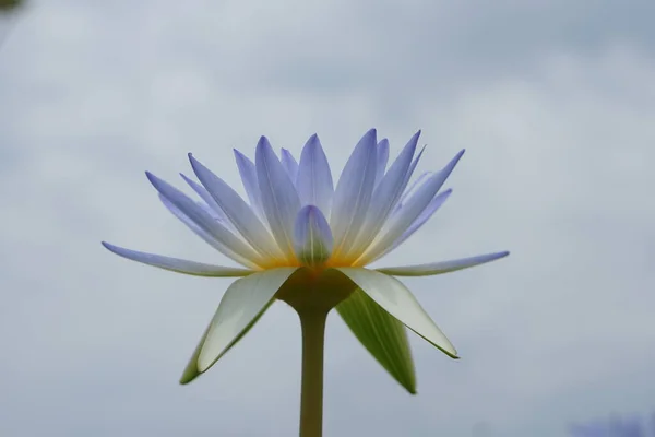 Lótusz Virágok Zöld Víz Természetes Szépség — Stock Fotó