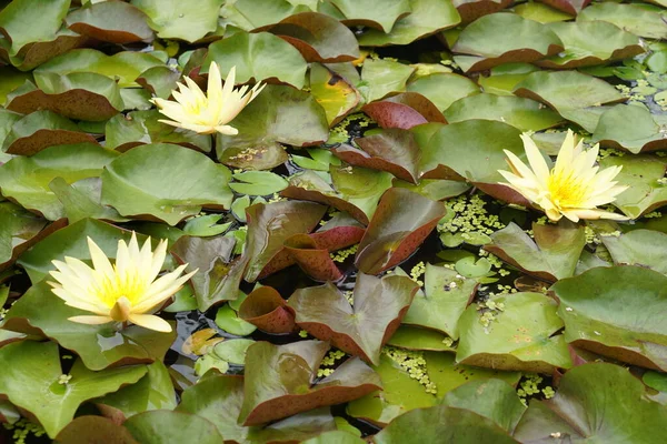 Lotus Λουλούδια Πράσινο Νερό Φυσικής Ομορφιάς — Φωτογραφία Αρχείου
