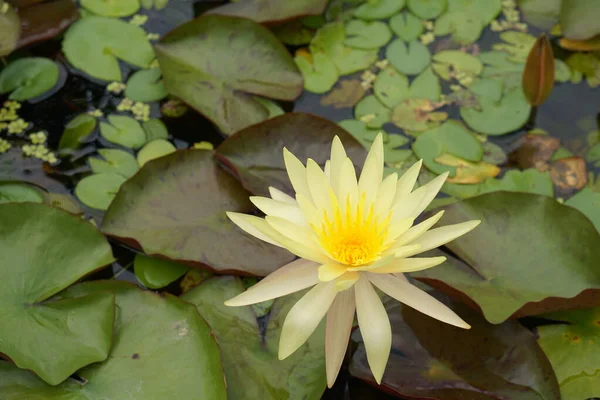 Nilüfer Çiçekleri Doğal Güzelliğin Yeşillik Suyu — Stok fotoğraf
