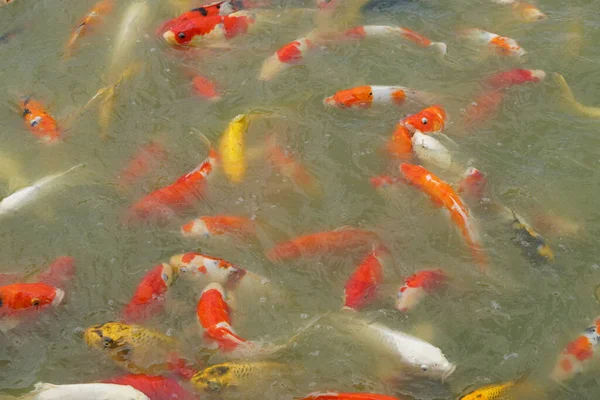 stock image Colorful decorative fish float in an artificial pond, view from above