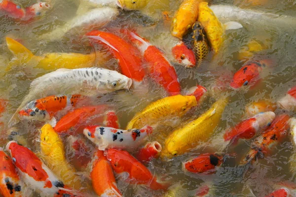 stock image Colorful decorative fish float in an artificial pond, view from above