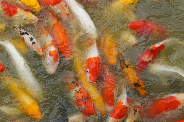 stock image Colorful decorative fish float in an artificial pond, view from above