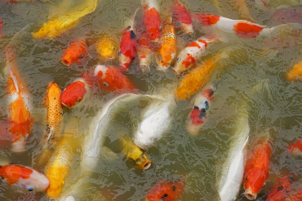 Stock image Colorful decorative fish float in an artificial pond, view from above