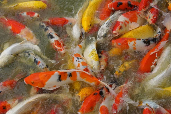 stock image Colorful decorative fish float in an artificial pond, view from above