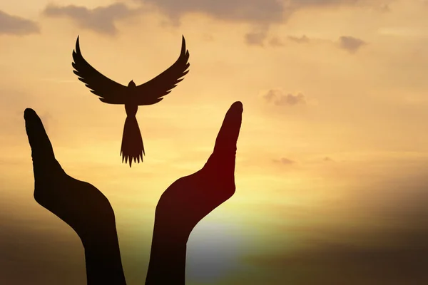 Концепция Свободы Силуэт Голубя Летящего Над Человеческой Рукой — стоковое фото