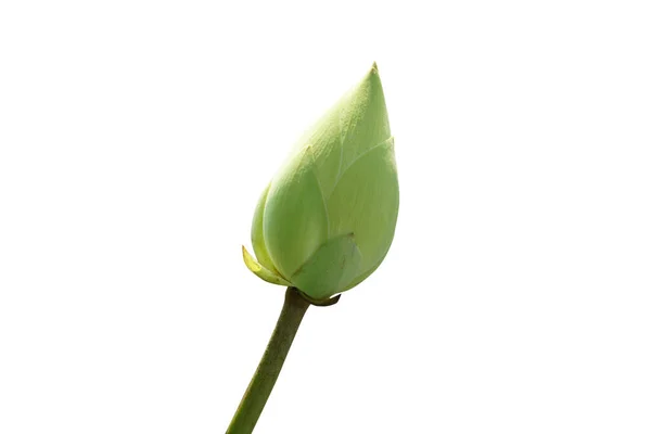 Doświadcz Boskiego Piękna Kwiatów Lotosu Gdy Składają Hołd Ścieżce Wiary — Zdjęcie stockowe