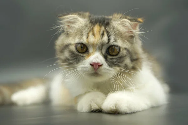 Kätzchen Schläft Auf Dem Boden — Stockfoto