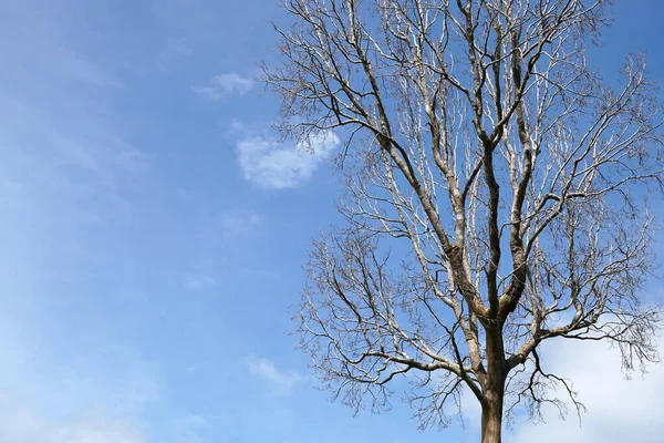 Мир Спасения Концепции Мертвое Дерево Фоне Неба Лицензионные Стоковые Изображения