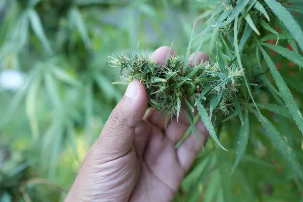 Cannabis plant in human hand Take it to be extracted as medicine.