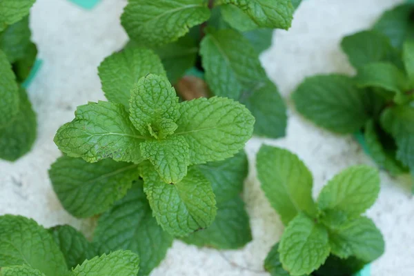 Mint vegetable background, non-toxic, good for health