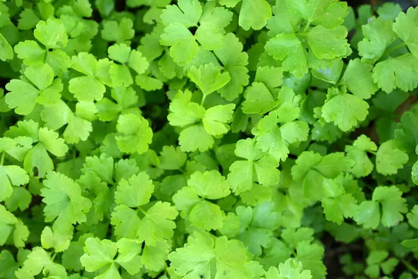Green vegetable background, non-toxic, good for health