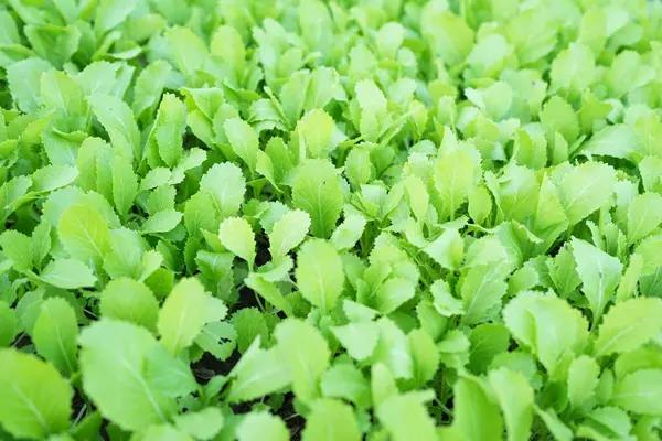 Organic lettuce background, good for health