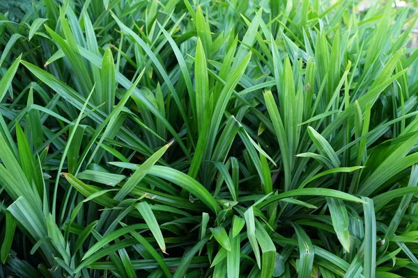 Pandan leaves are fragrant and are used to make food smell good.