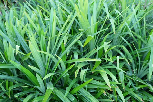 Pandan leaves are fragrant and are used to make food smell good.