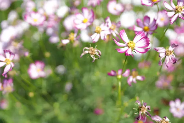 Cosmos flowers bloom in the summer sun.