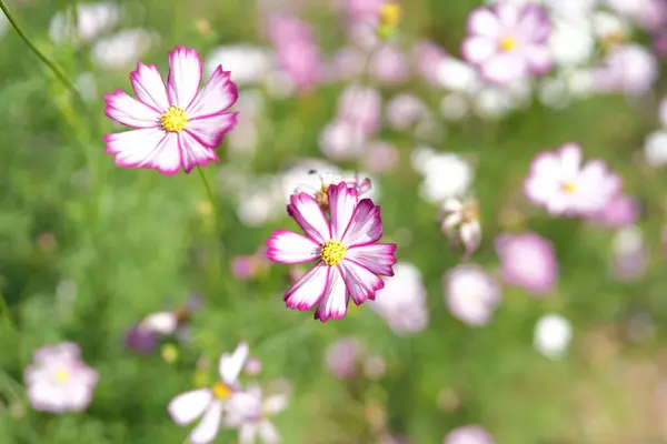 Cosmos flowers bloom in the summer sun.