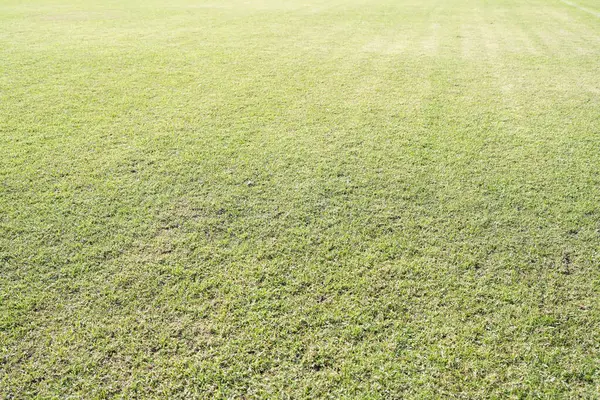 Green grass on the football field