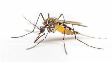 Infected Culex Mosquito on White Background, Leishmaniasis, Encephalitis, Yellow Fever, Mayaro Disease, Malaria clipart