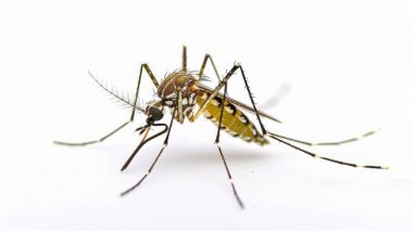 Infected Culex Mosquito on White Background, Leishmaniasis, Encephalitis, Yellow Fever, Mayaro Disease, Malaria clipart