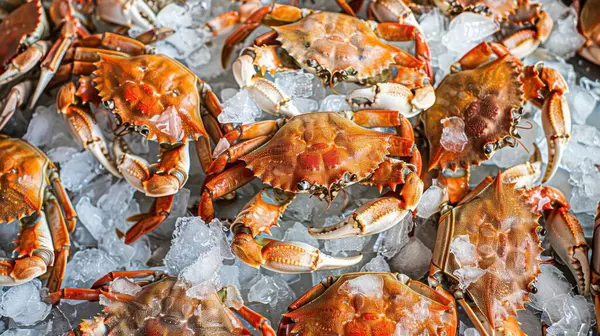 stock image A pile of freshly caught crabs on ice, ready to be prepared and cooked.