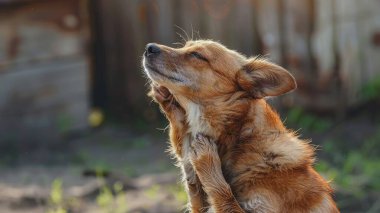 brown dog scratching itself, self hygiene in wildlife of an abandoned bummer clipart