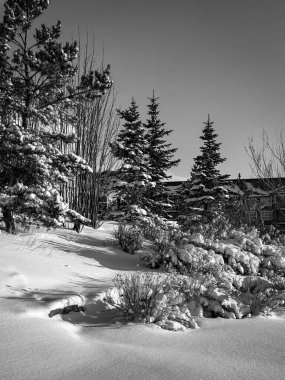 Karla kaplı ağaçlar ve çalıların yer aldığı, gölgeler ve açık bir gökyüzü altında ışık arasında çarpıcı zıtlıklar bulunan huzurlu, siyah-beyaz bir kış manzarası..